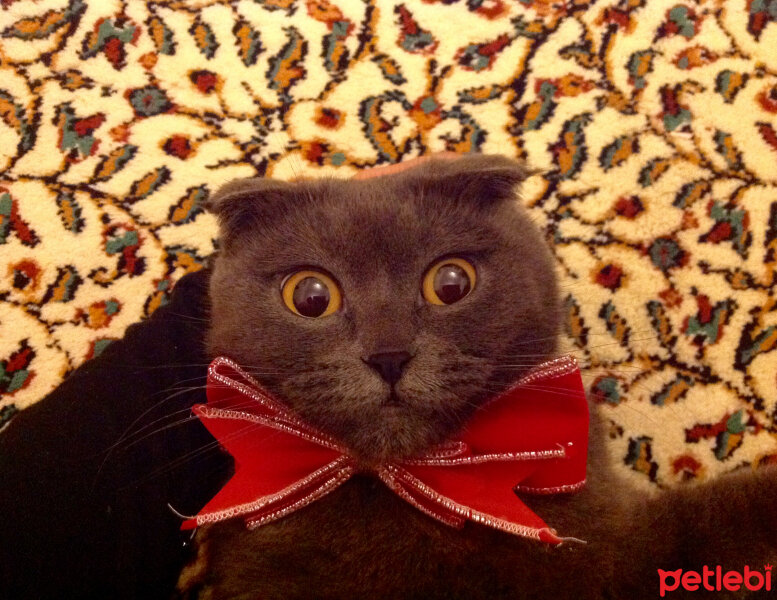 Scottish Fold, Kedi  Peri fotoğrafı