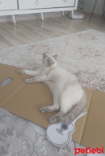 British Shorthair, Kedi  Pamuk fotoğrafı