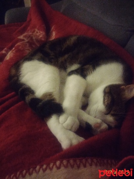 Tekir Kedi, Kedi  Boncuk fotoğrafı
