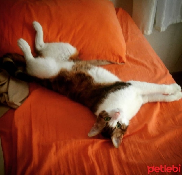 Tekir Kedi, Kedi  Boncuk fotoğrafı