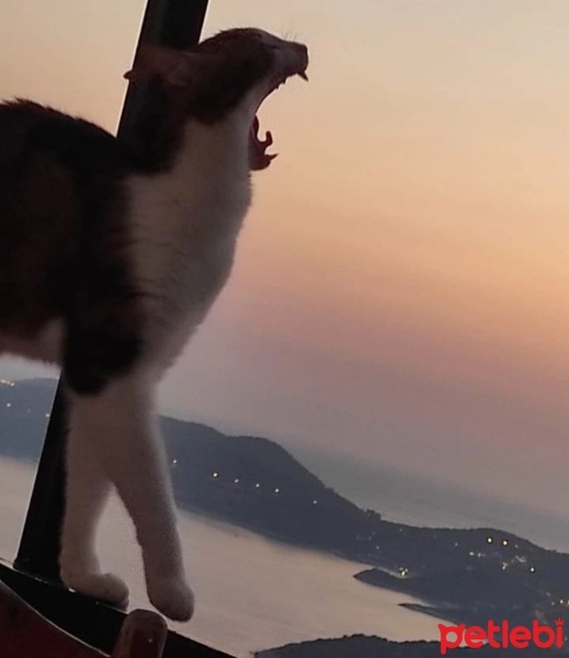 Tekir Kedi, Kedi  Boncuk fotoğrafı