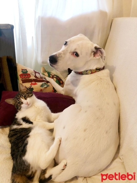 Dogo Arjantin, Köpek  ZEUS fotoğrafı