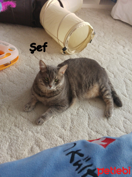 Tekir Kedi, Kedi  Şef fotoğrafı
