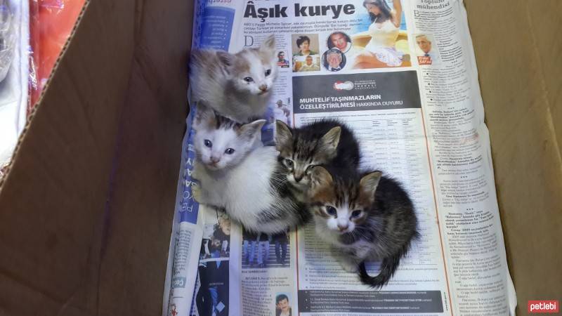 Tekir Kedi, Kedi  yok fotoğrafı