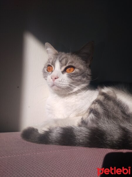 British Longhair, Kedi  Mia fotoğrafı