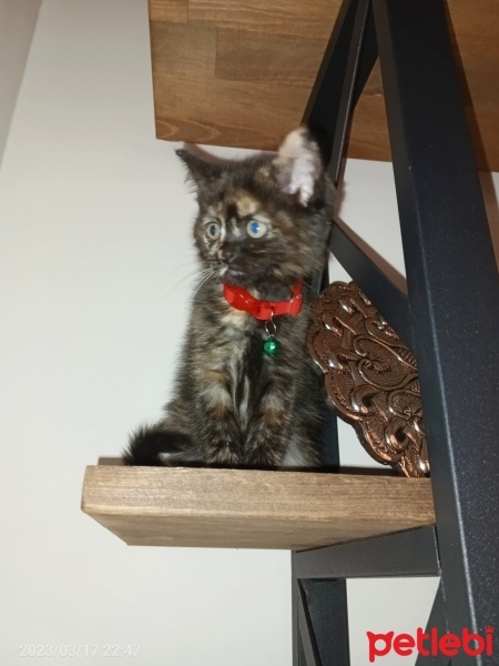 Mavi Rus, Kedi  Boncuk fotoğrafı