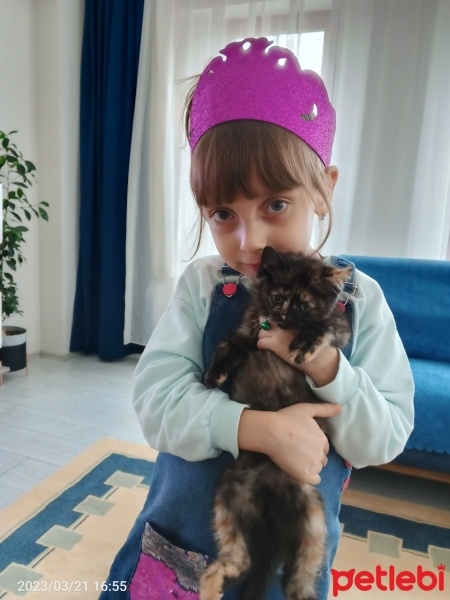 Mavi Rus, Kedi  Boncuk fotoğrafı