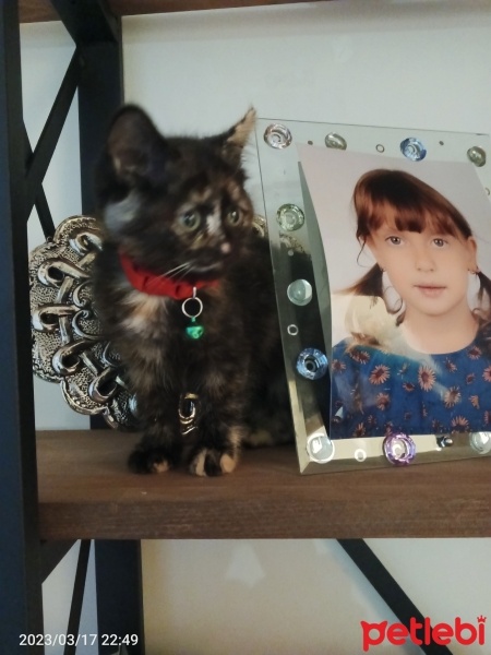Mavi Rus, Kedi  Boncuk fotoğrafı