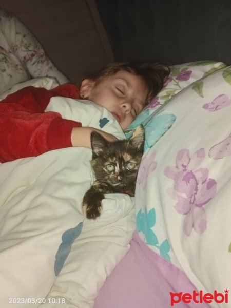 Mavi Rus, Kedi  Boncuk fotoğrafı