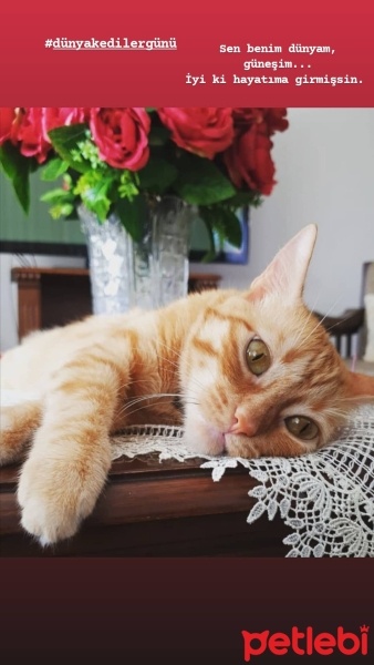 Sarman, Kedi  Miya fotoğrafı
