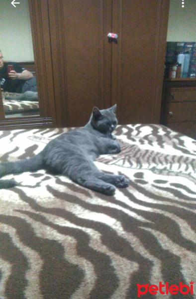 British Shorthair, Kedi  PATİ fotoğrafı