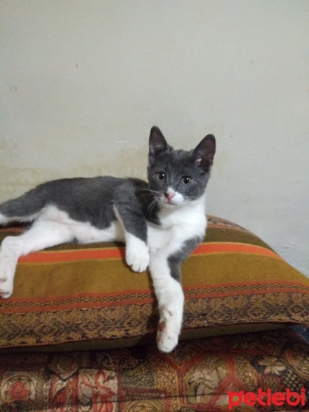 Mavi Rus, Kedi  Duman fotoğrafı