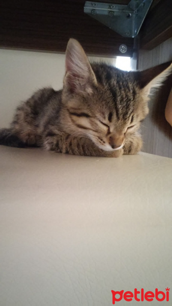 Tekir Kedi, Kedi  avges fotoğrafı