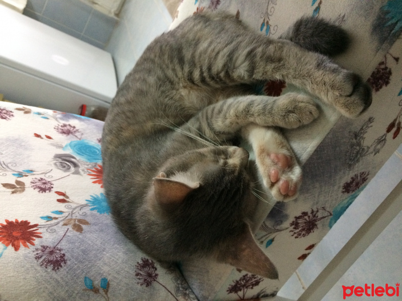 Tekir Kedi, Kedi  Hayal fotoğrafı