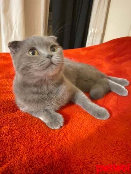 Scottish Fold, Kedi  juliet fotoğrafı