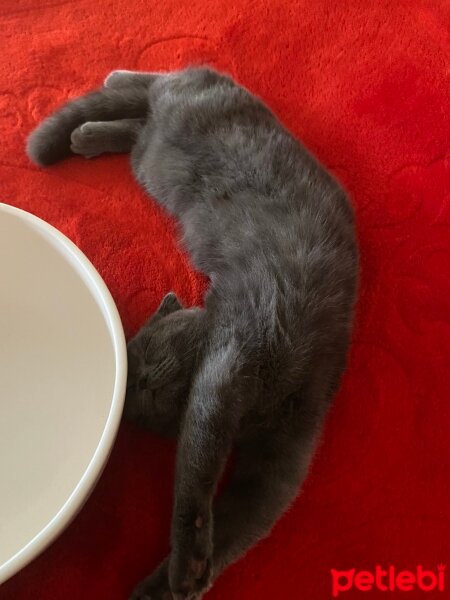 Scottish Fold, Kedi  juliet fotoğrafı