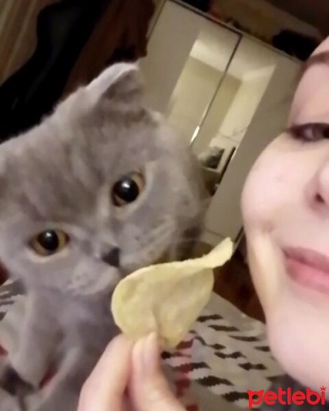 Scottish Fold, Kedi  juliet fotoğrafı