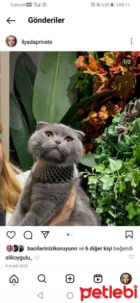 Scottish Fold, Kedi  juliet fotoğrafı