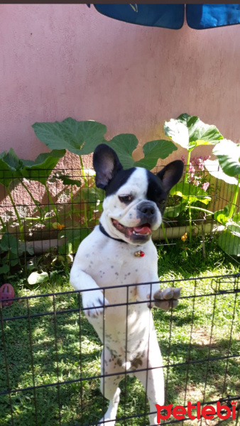 Fransız Bulldog, Köpek  Gage Miller fotoğrafı