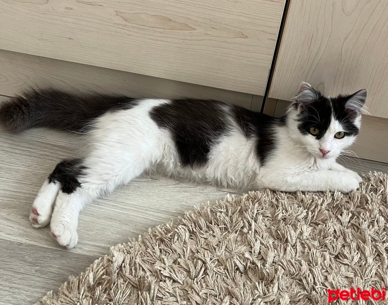 Norwegian Forest, Kedi  Pamuk fotoğrafı