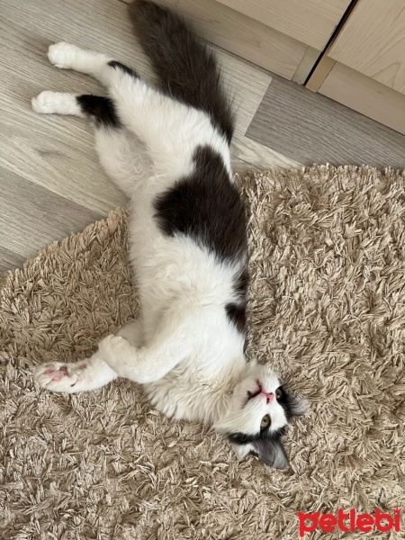 Norwegian Forest, Kedi  Pamuk fotoğrafı