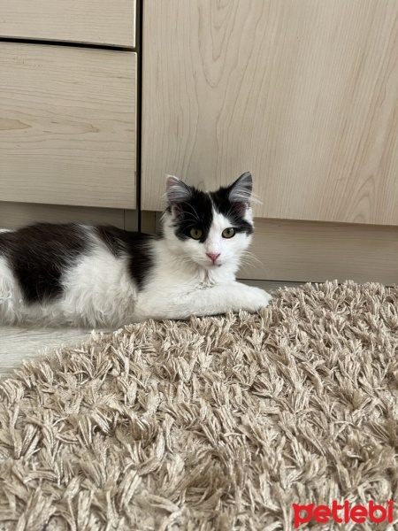 Norwegian Forest, Kedi  Pamuk fotoğrafı