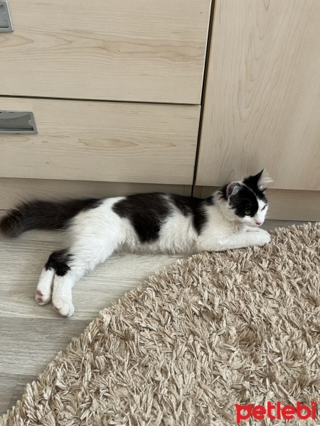 Norwegian Forest, Kedi  Pamuk fotoğrafı
