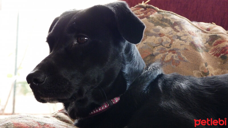 Labrador Retriever, Köpek  Masal fotoğrafı