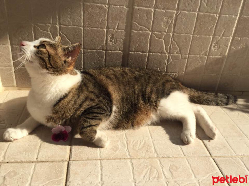 Tekir Kedi, Kedi  Bıyık fotoğrafı