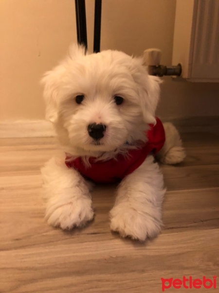 Maltese, Köpek  ICE fotoğrafı