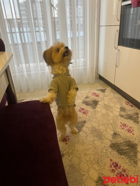 Maltese, Köpek  Maltese Terrier Saf Kan Dişi fotoğrafı