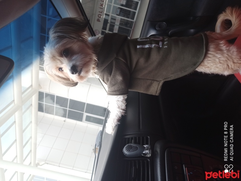 Maltese, Köpek  Maltese Terrier Saf Kan Dişi fotoğrafı