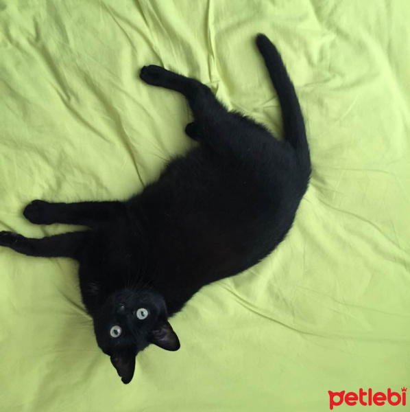 Bombay, Kedi  Gece fotoğrafı
