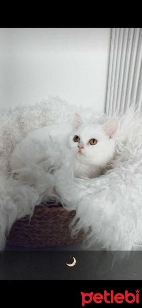 British Shorthair, Kedi  Pamuk fotoğrafı