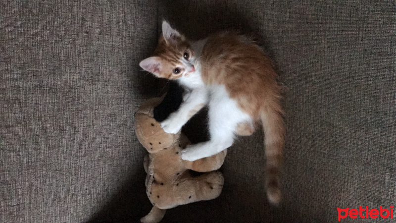 Tekir Kedi, Kedi  Ramtha fotoğrafı