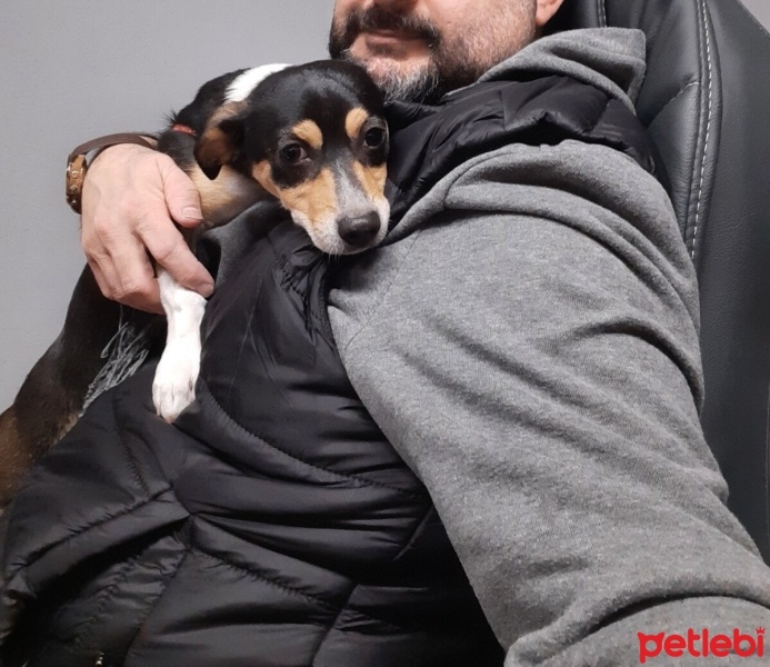 Chihuahua, Köpek  yummy fotoğrafı