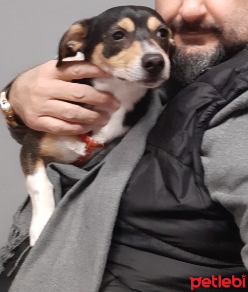 Chihuahua, Köpek  yummy fotoğrafı