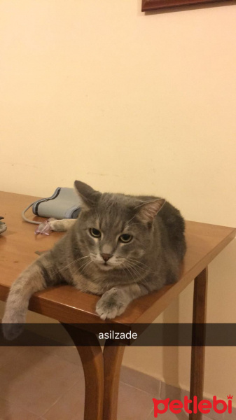 Scottish Fold, Kedi  burhan fotoğrafı