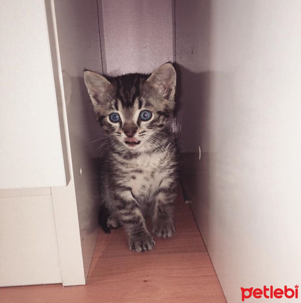 Scottish Fold, Kedi  burhan fotoğrafı