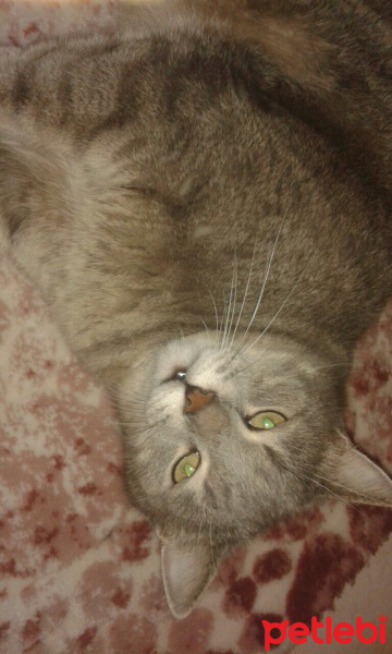 Scottish Fold, Kedi  burhan fotoğrafı