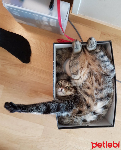 Scottish Fold, Kedi  burhan fotoğrafı