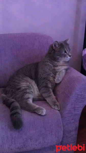 Scottish Fold, Kedi  burhan fotoğrafı