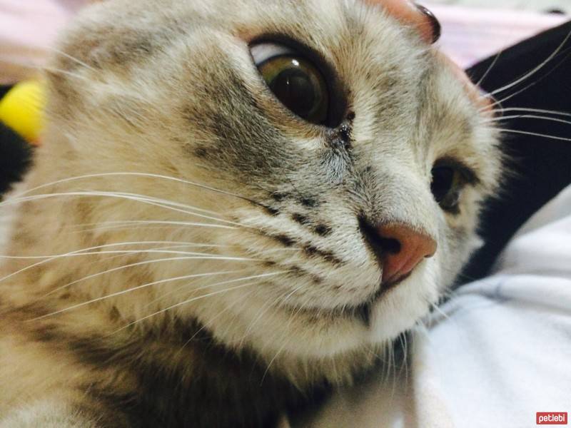 British Shorthair, Kedi  Paşa fotoğrafı