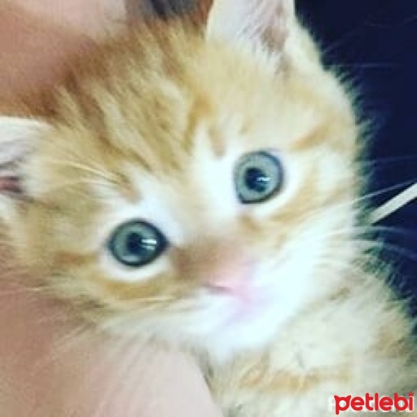 Sarman, Kedi  LOKUM fotoğrafı