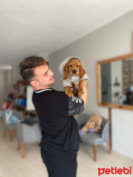 İngiliz Cocker Spaniel, Köpek  Simba fotoğrafı