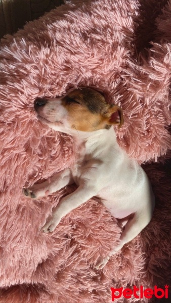 Jack Russell Terrier, Köpek  Bihter fotoğrafı