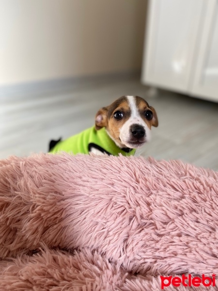 Jack Russell Terrier, Köpek  Bihter fotoğrafı