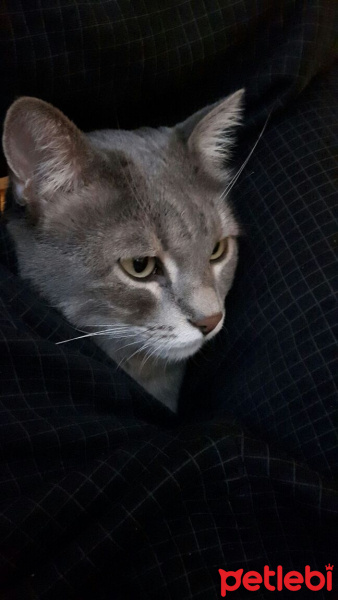 Tekir Kedi, Kedi  burhan fotoğrafı