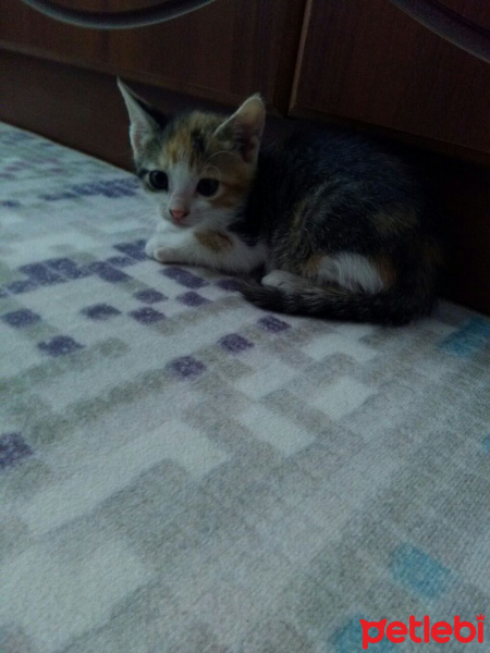 Tekir Kedi, Kedi  Tarçın fotoğrafı