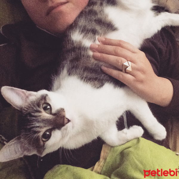Tekir Kedi, Kedi  Pakize fotoğrafı
